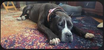 Tank -  Terrier Dog for Adoption - Tank | PetCurious