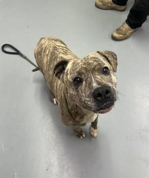 Pipit -  Pit Bull Terrier Dog for Adoption in Phoenix, Oregon - Pipit | PetCurious