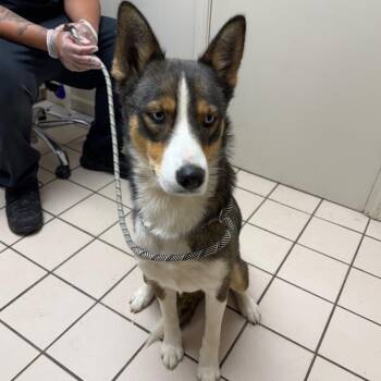 Daisy -  Husky and Mixed Breed Dog for Adoption in Tuscaloosa, Alabama - Daisy | PetCurious