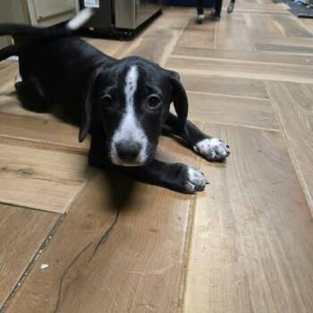 JB -  Pointer and Mixed Breed Dog for Adoption in Jarrettsville, Maryland - JB | PetCurious