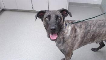 MAX -  Dutch Shepherd and Mixed Breed Dog for Adoption in Omaha, Nebraska - MAX | PetCurious
