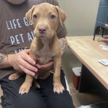 Kramer -  Pit Bull Terrier Dog Available for Adoption in Abilene, Texas - Kramer | PetCurious