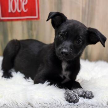 Amora -  Border Collie and Rottweiler Dog for Adoption in Casa Grande, Arizona - Amora | PetCurious