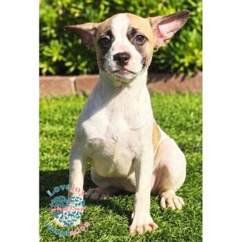 Kornblum Litter-Kinsley COH -  French Bulldog and Hound Dog for Adoption in Inglewood, California - Kornblum Litter-Kinsley COH | PetCurious