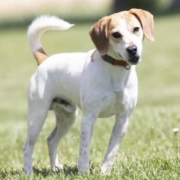 Beagle Dogs Available for Adoption in Bedford, Indiana - Bagel | PetCurious