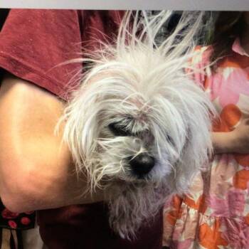 Boba -  Shih Tzu Dog for Adoption in New Orleans, Louisiana - Boba | PetCurious
