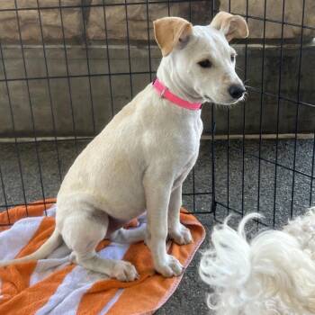 Chihuahua and Italian Greyhound Dogs Available for Adoption in Idaho Falls, Idaho - Rosie | PetCurious