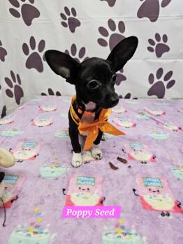 Poppy Seed -  Chihuahua and Dachshund Dog for Adoption in Metairie, Louisiana - Poppy Seed | PetCurious