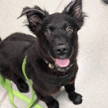 Shadow -  Mixed Breed Dog for Adoption in New Castle, Delaware - Shadow | PetCurious