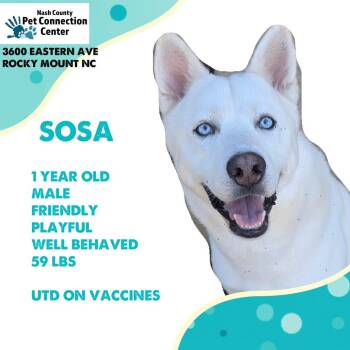 SOSA  Available NOW - ADOPTION or RESCUE! -  Siberian Husky and Mixed Breed Dog for Adoption in Nashville, North Carolina - SOSA  Available NOW - ADOPTION Or RESCUE! | PetCurious