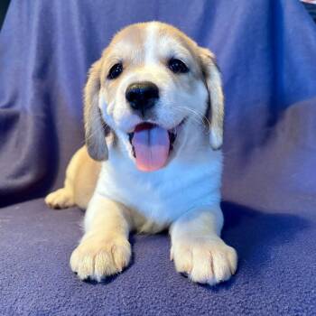 Beagle and Great Pyrenees Dogs Available for Adoption in Brooklyn Center, Minnesota - Atlas | PetCurious