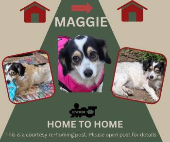 Dachshund Dogs Available for Adoption in Lindsay, California - *Maggie* HOME TO HOME | PetCurious