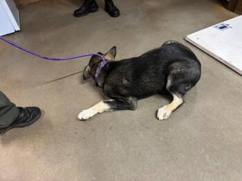 Shepherd Dogs Available for Adoption - Smoki | PetCurious