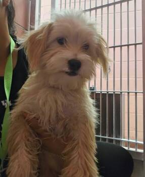 Peanut Butter -  Cairn Terrier Dog for Adoption in Sedalia, Colorado - Peanut Butter | PetCurious