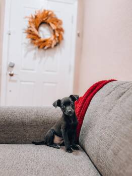 Posy -  Australian Kelpie Dog for Adoption in Goodyear, Arizona - Posy | PetCurious