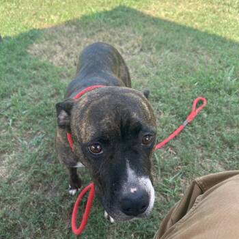 Rum Raisin -  Mixed Breed Dog for Adoption in Chattanooga, Tennessee - Rum Raisin | PetCurious