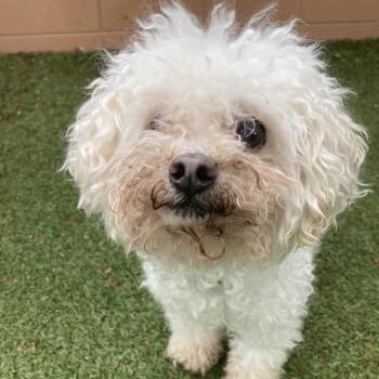 Miniature Poodle Dogs Available for Adoption in Providence, Rhode Island - Lulu | PetCurious