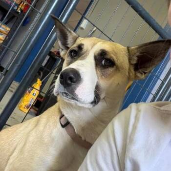 Saffron -  Shepherd and Beagle Dog for Adoption in Potomac, Maryland - Saffron | PetCurious