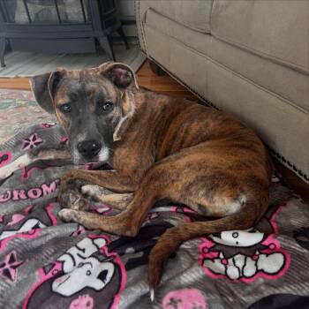 Rescue American Staffordshire Terrier Dogs for Adoption in Salem, New Hampshire - Icy | PetCurious