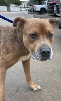 HAPPY -  Pit Bull Terrier and Mixed Breed Dog for Adoption in Oklahoma City, Oklahoma - HAPPY | PetCurious
