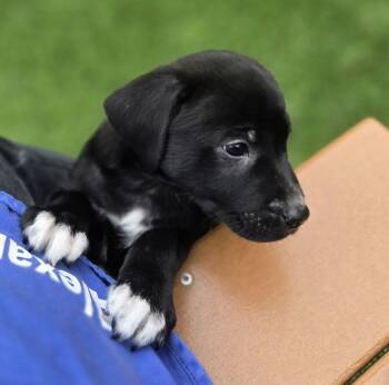Mixed Breed Dogs Available for Adoption in Alexandria, Virginia - Fern | PetCurious