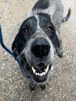 RUTH -  Mixed Breed Dog for Adoption in Dallas, Texas - RUTH | PetCurious