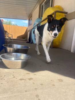 Jolene -  Border Collie Dog for Adoption in Millcreek, Utah - Jolene | PetCurious