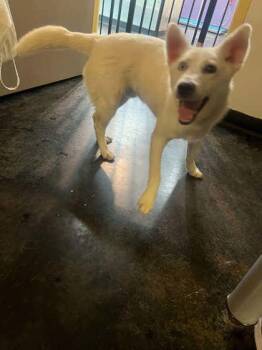 Frisco -  Mixed Breed Dog for Adoption in Memphis, Tennessee - Frisco | PetCurious