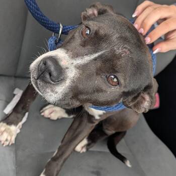 Mixed Breed Dogs Available for Adoption in Philadelphia, Pennsylvania - Joey | PetCurious