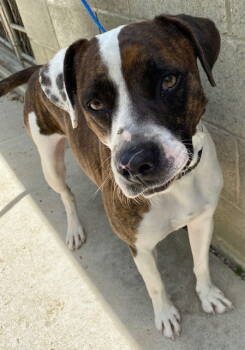 Rescue Boxer and Hound Dogs for Adoption in Doylestown, Pennsylvania - Petey | PetCurious