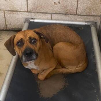 Coco -  Mixed Breed Dog for Adoption in Huntington, West Virginia - Coco | PetCurious