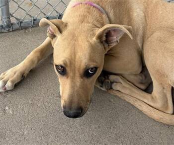 Chase - URGENT -  Shepherd Dog for Adoption in Thousand Oaks, California - Chase - URGENT | PetCurious