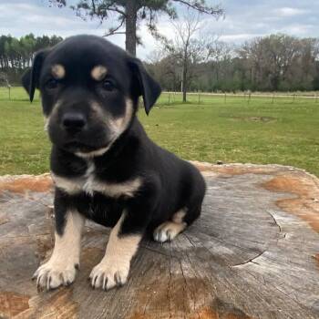 Labrador Retriever and Husky Dogs Available for Adoption in New Orleans, Louisiana - Rachel | PetCurious
