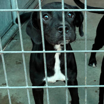 Rescue Terrier Dogs for Adoption in St. Louis, Missouri - Creepy | PetCurious