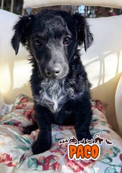 Rescue Poodle and Chihuahua Dogs for Adoption in Santa Clarita, California - Paco | PetCurious