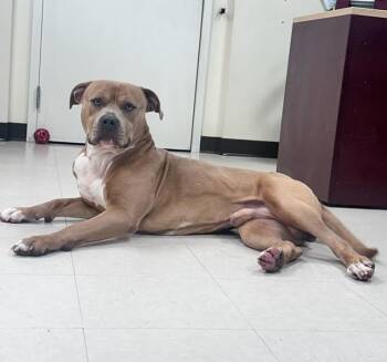 Mouse -  Pit Bull Terrier Dog for Adoption in Clayton, New Jersey - Mouse | PetCurious