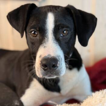 Black Labrador Retriever and Hound Dogs Available for Adoption in Atlanta, Texas - Winston | PetCurious