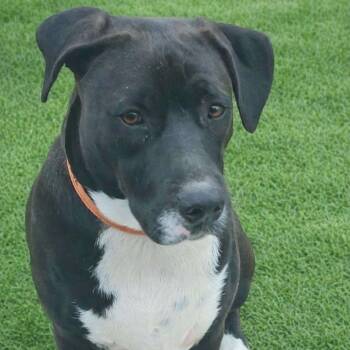 Terrier and Retriever Dogs Available for Adoption - Snoops | PetCurious