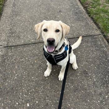 Yellow Labrador Retriever Dogs Available for Adoption - Beaver | PetCurious