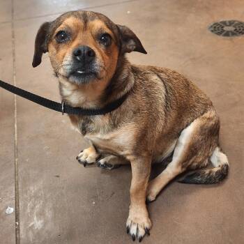 Pearl -  Chihuahua and Dachshund Dog for Adoption in Flagstaff, Arizona - Pearl | PetCurious