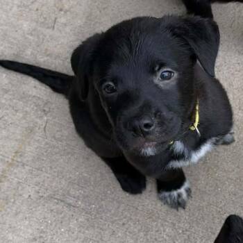 Leslie Knope -  Mixed Breed Dog for Adoption in Racine, Wisconsin - Leslie Knope | PetCurious