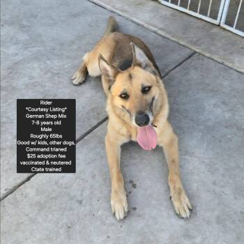 German Shepherd Dog Dogs Available for Adoption in Oviedo, Florida - *Courtesy Listing* Rider | PetCurious