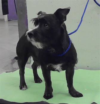 CODY -  Fox Terrier and Mixed Breed Dog for Adoption in Houston, Texas - CODY | PetCurious