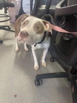 Tiki -  Mixed Breed Dog for Adoption in West Chester, Pennsylvania - Tiki | PetCurious