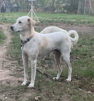 Rescue Anatolian Shepherd Dogs for Adoption in Brookshire, Texas - Mary Pearl | PetCurious