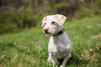 Miniature Poodle and Mixed Breed Dogs Available for Adoption in Gradyville, Kentucky - Baxter Bean- Transport | PetCurious