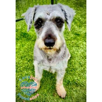 Rescue Miniature Schnauzer Dogs for Adoption in Inglewood, California - Max RB | PetCurious