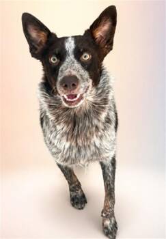 Australian Cattle Dog Blue Heeler Dogs Available for Adoption in Las Vegas, Nevada - TRUFFLE BUTTER | PetCurious