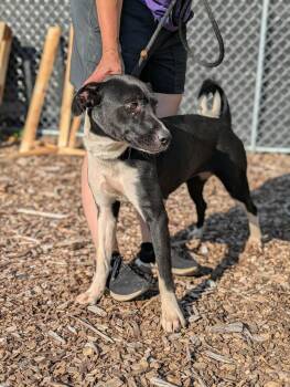 Annabelle -  Mixed Breed Dog for Adoption in Huntsville, Alabama - Annabelle | PetCurious