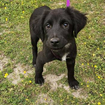Black Labrador Retriever and Spaniel Dogs Available for Adoption in Bethpage, New York - Jayson | PetCurious